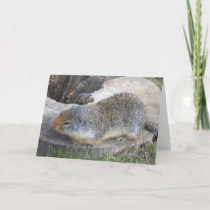 Groundhog card