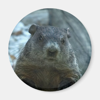 Groundhog Day! Magnet