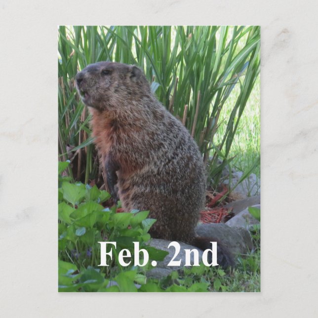 Groundhog Day Postcard (Front)