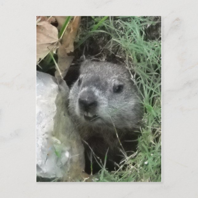 Groundhog Day Postcard (Front)