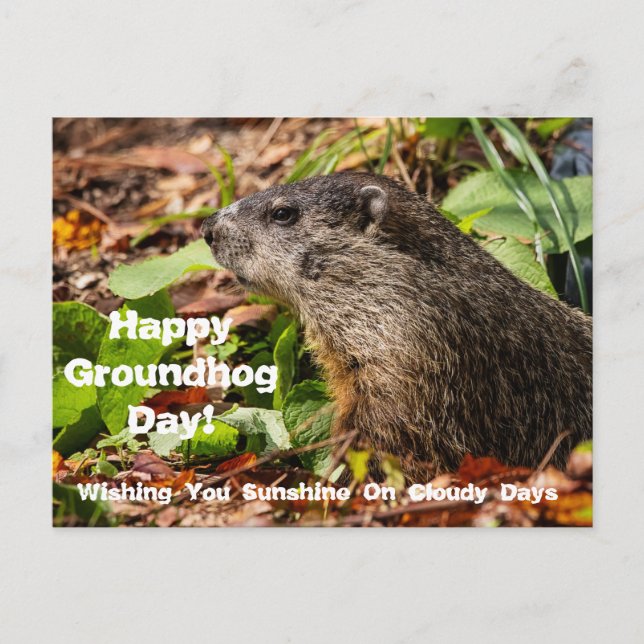 Groundhog Day Postcard (Front)