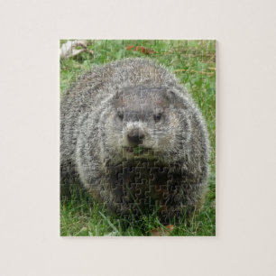 Groundhog eating jigsaw puzzle