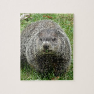 Groundhog eating jigsaw puzzle