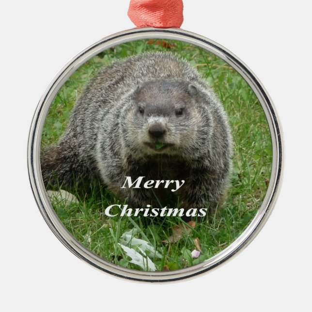 Groundhog eating metal tree decoration (Front)