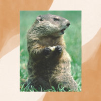 Groundhog Eating Peanut
