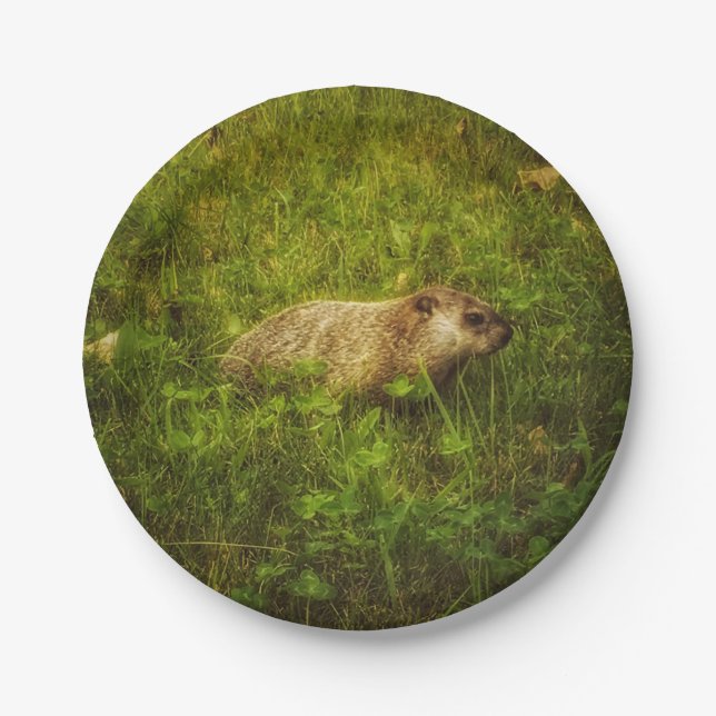 Groundhog in a field plates (Front)