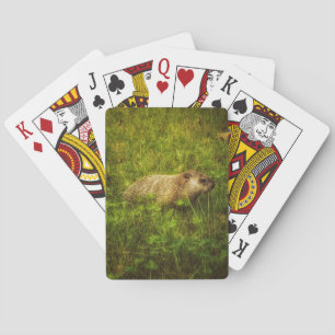 Groundhog in a field playing cards