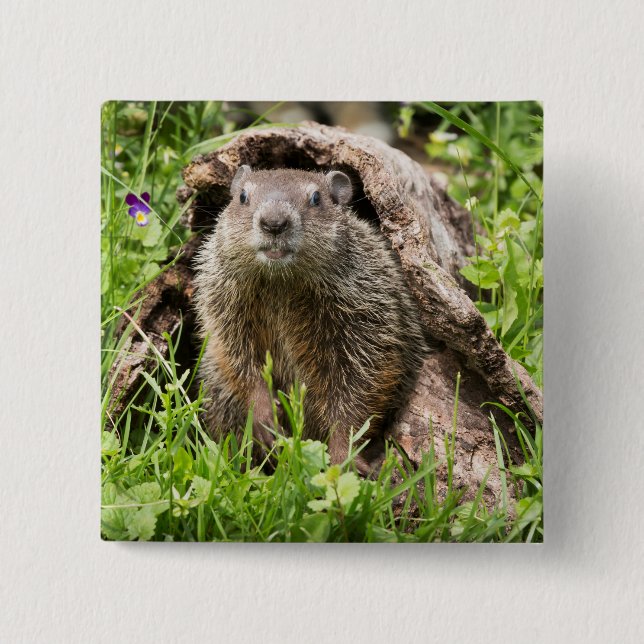 Groundhog in a Hollow Log 15 Cm Square Badge (Front)