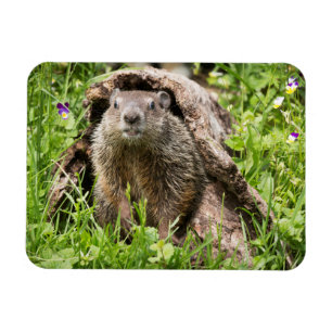 Groundhog in a Hollow Log Magnet