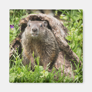 Groundhog in a Hollow Log Magnet