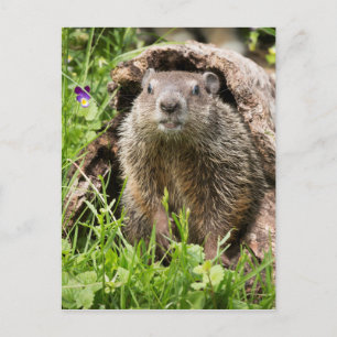 Groundhog in a Hollow Log Postcard