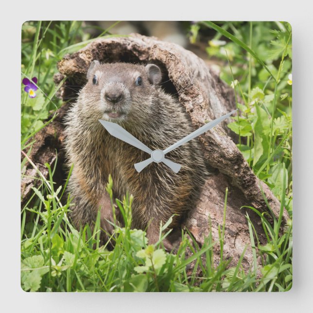 Groundhog in a Hollow Log Square Wall Clock (Front)