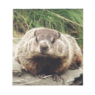 Groundhog Notepad