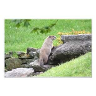 Groundhog on Rocks Photo Print Poster