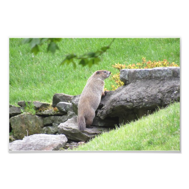 Groundhog on Rocks Photo Print Poster (Front)
