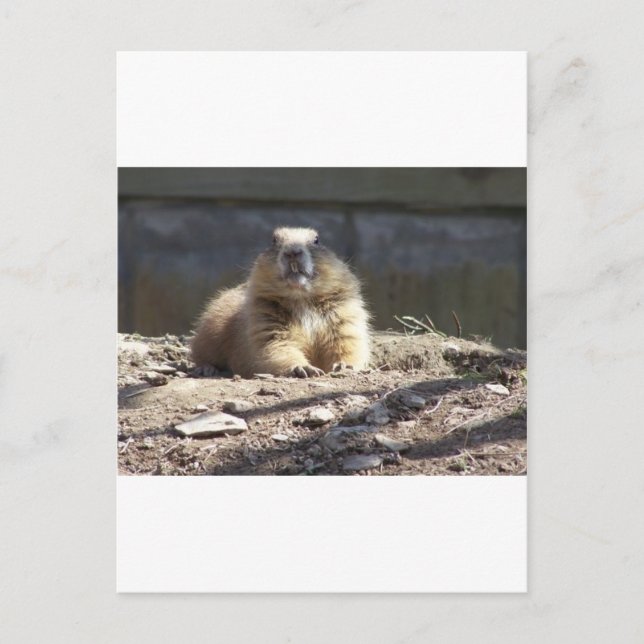 Groundhog Postcard (Front)