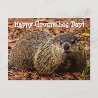 Groundhog postcard