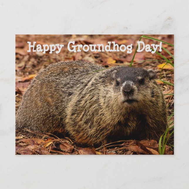 Groundhog  postcard (Front)