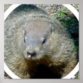Groundhog Poster Print