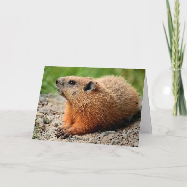 Groundhog Profile Card (Front)