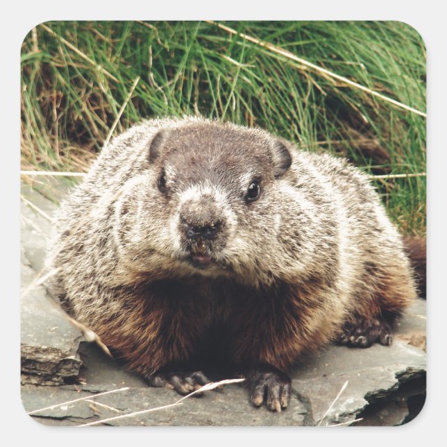 Groundhog Square Sticker (Front)