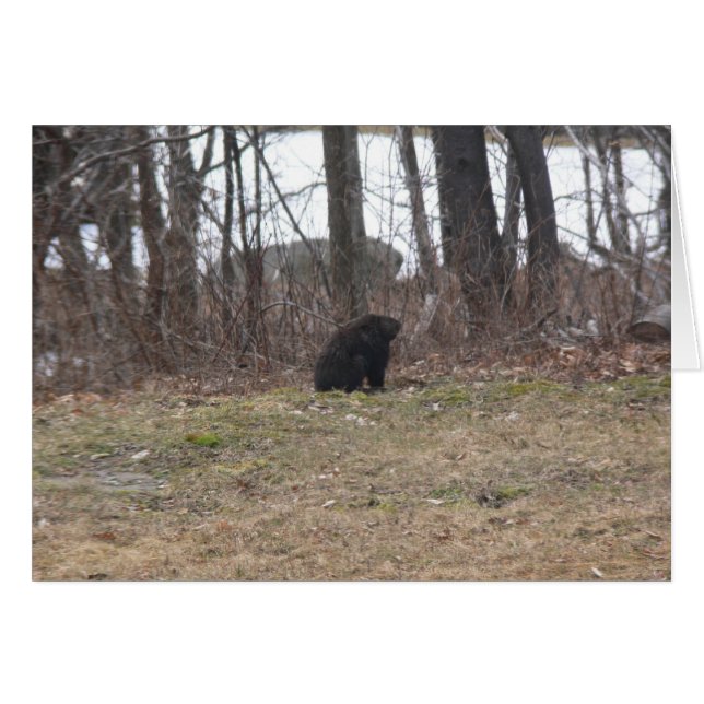 Groundhog Surveys the Scene (Front Horizontal)