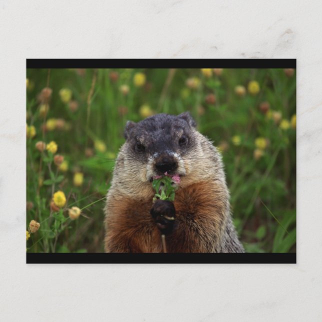 Groundhog With Flowers Postcard (Front)
