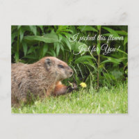 Groundhog/Woodchuck delivers flower
