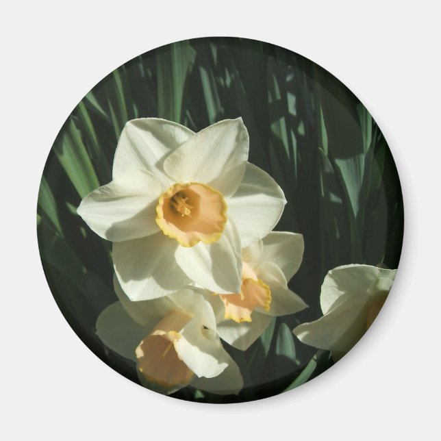 group1 054 Narcissus Magnet (Front)