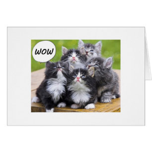 GROUP CARD-FOR THE 50 YEAR OLD KITTY LOVER