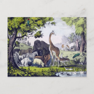 Group of animals postcard