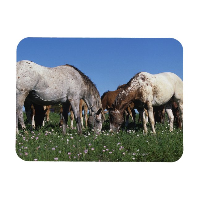 Group of Appaloosa Horses Grazing Magnet (Horizontal)