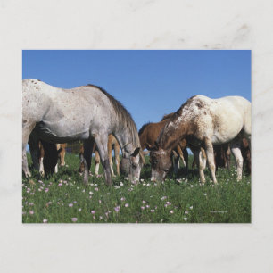 Group of Appaloosa Horses Grazing Postcard
