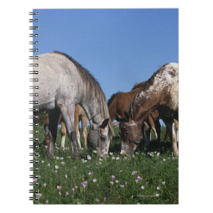 Group of Appaloosa Horses Grazing Spiral Notebook