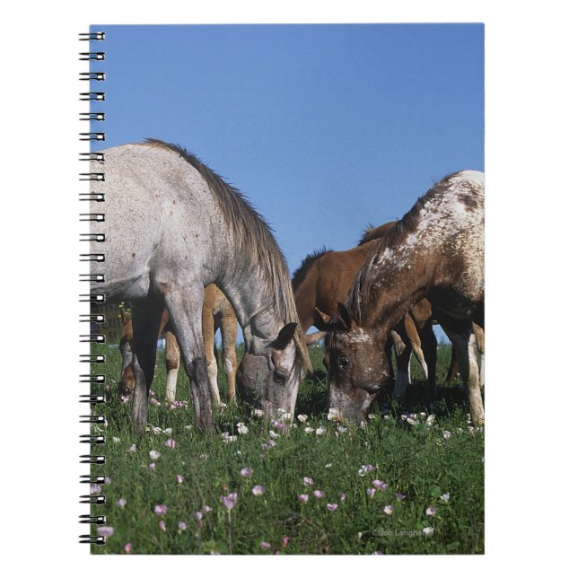 Group of Appaloosa Horses Grazing Spiral Notebook (Front)