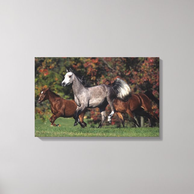 Group of Arab Horses Running Canvas Print (Front)