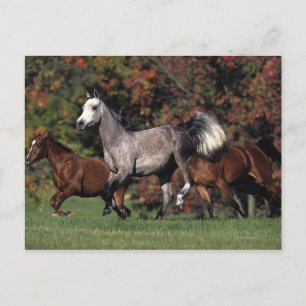 Group of Arab Horses Running Postcard