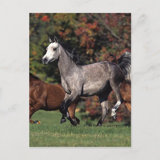 Group of Arab Horses Running Postcard (Front)