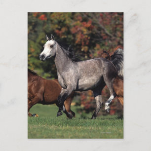 Group of Arab Horses Running Postcard