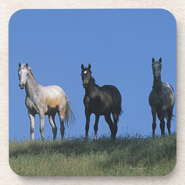 Group of Arabs Coaster (Front)