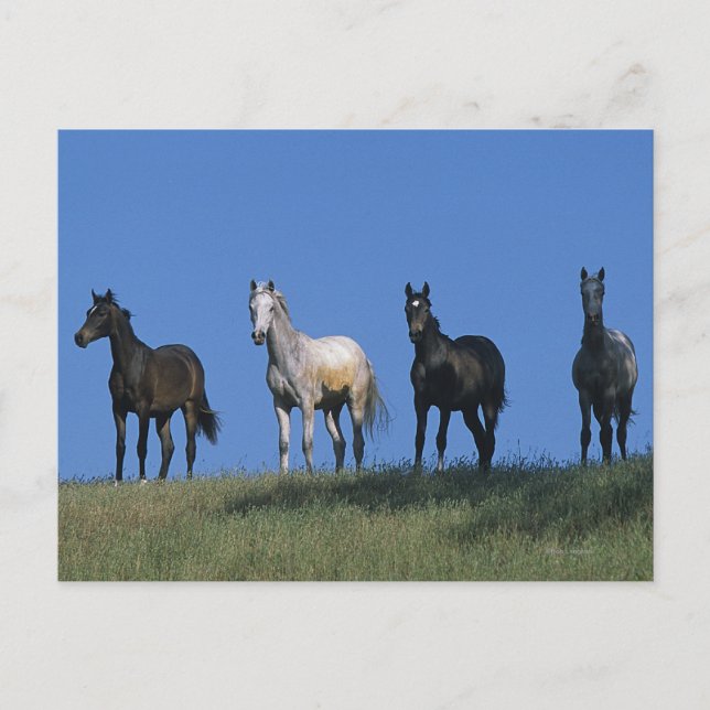 Group of Arabs Postcard (Front)