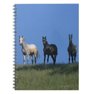 Group of Arabs Spiral Notebook