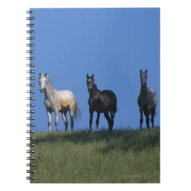 Group of Arabs Spiral Notebook (Front)