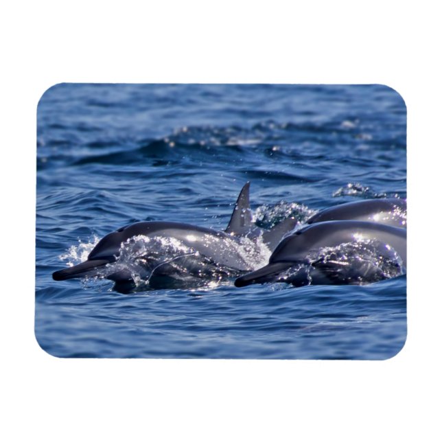 Group of bottlenose dolphins magnet (Horizontal)