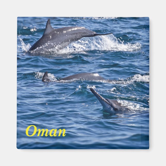 Group of bottlenose dolphins - Oman Magnet (Front)