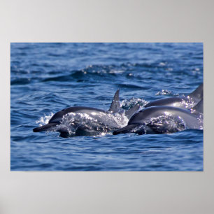 Group of bottlenose dolphins poster