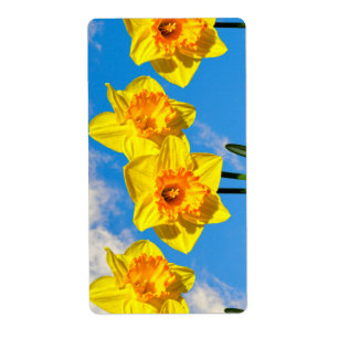Group of Daffodils Gold Medal flowers