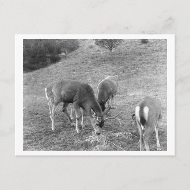 Group of Deer at Hot Springs Photograph Postcard (Front)
