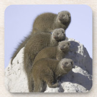 Group of Dwarf Mongoose on a Termite Mound in