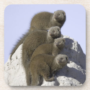 Group of Dwarf Mongoose on a Termite Mound in Coaster